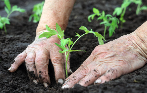 Hands planting