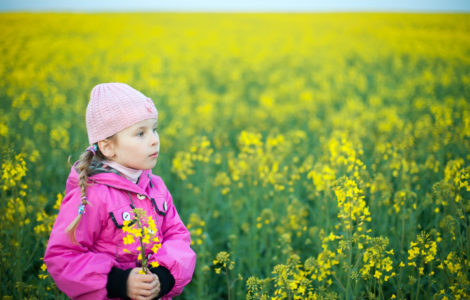 Little girl in canola field